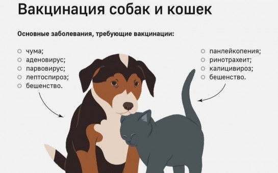 С 23 марта по 12 апреля в городе Ленске проходит ежегодная весенняя кампания по вакцинации собак и кошек против бешенства.